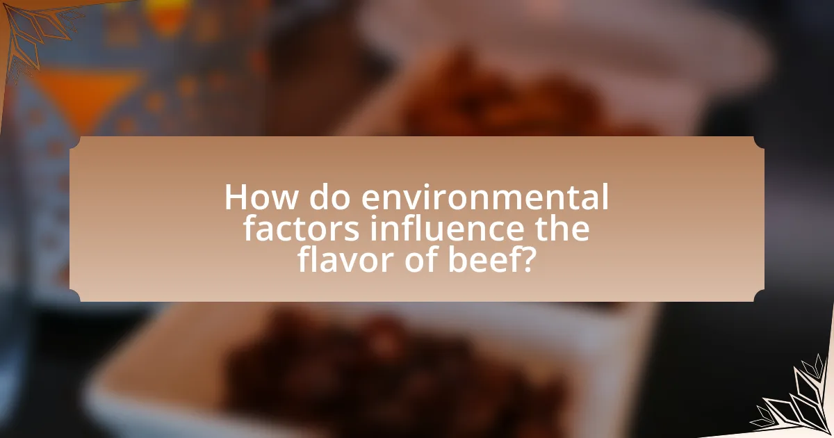How do environmental factors influence the flavor of beef?